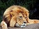 Lion_13
